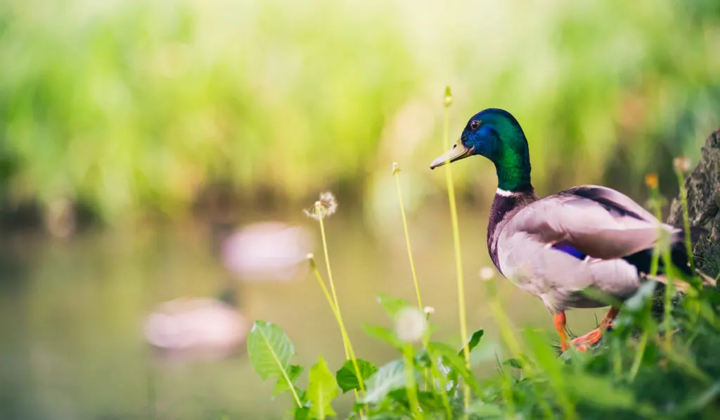 Male Mallard Duck at The Pond, Looking at Ducks