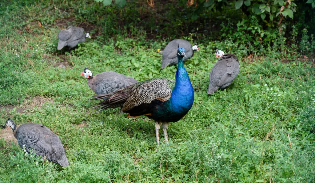 Male peacock and few pheasants on grass field 