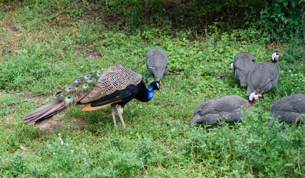 Male peacock and few pheasants on the grass