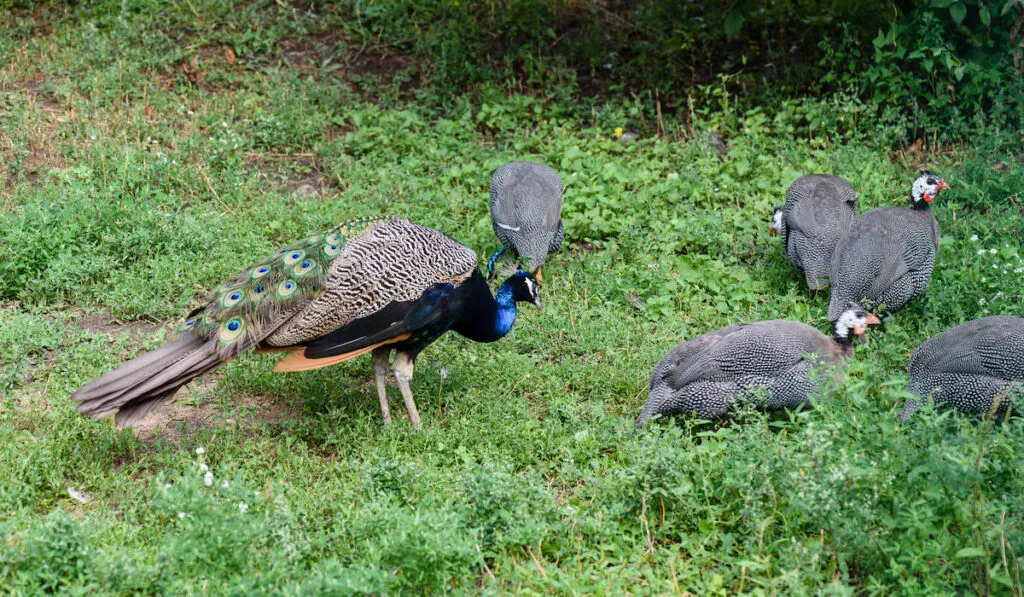 Male peacock and few pheasants on the grass