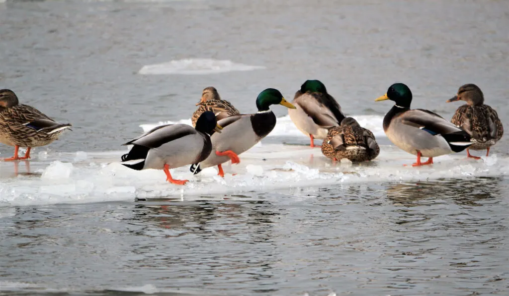 Mallard ducks on an iceberg on a cold winter day 