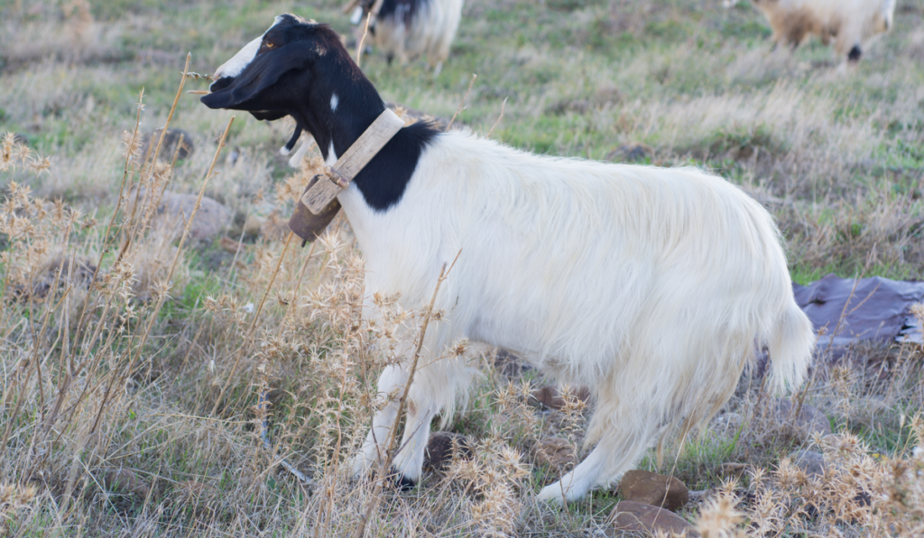 Maltese goat, long ears
