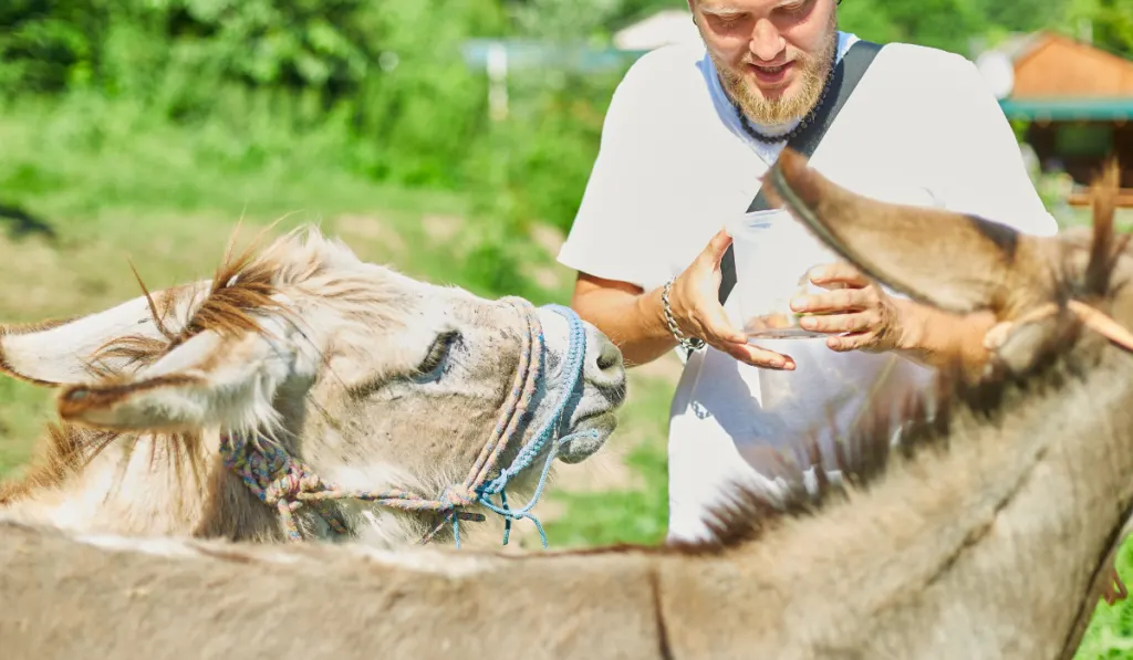 Man feeding donkeys in the countryside, in a farm,