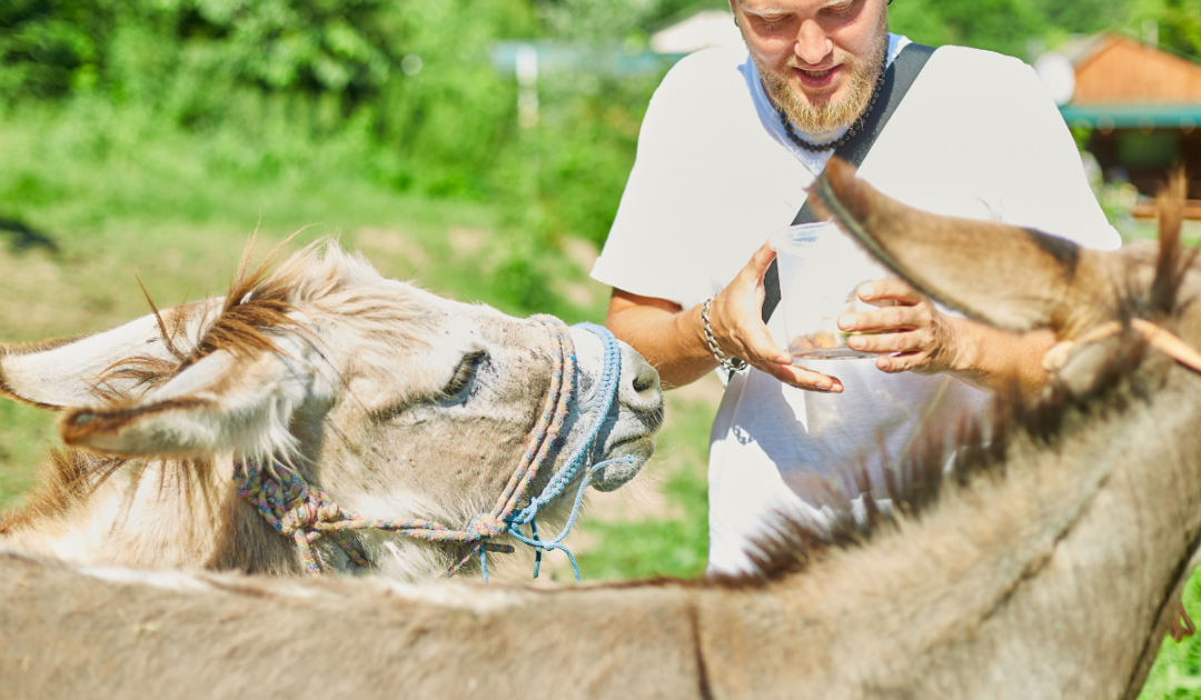 Can Donkeys Eat Cucumbers? Farmhouse Guide