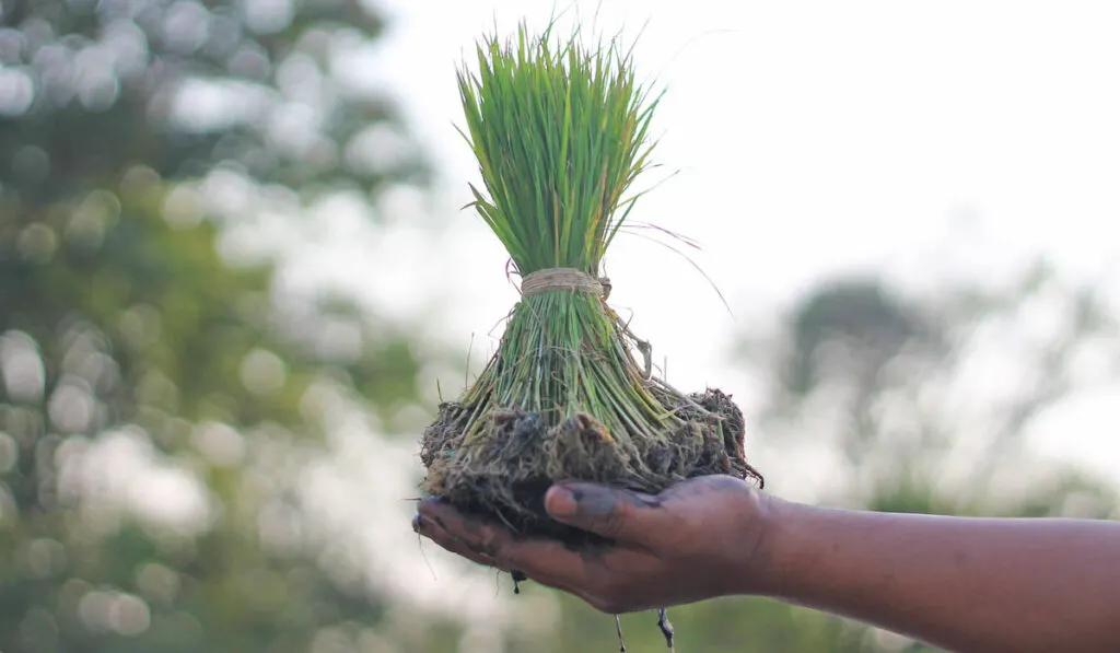 Man hand holding rice sprouts 