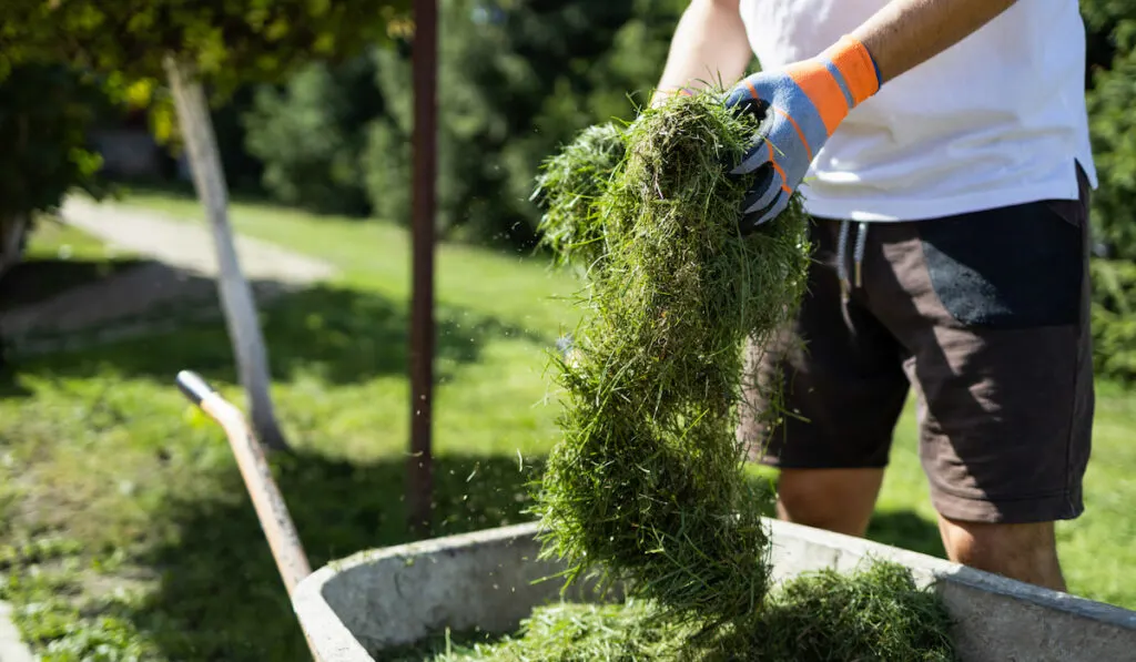 Man loads freshly cut grass into a wheelbarrow 