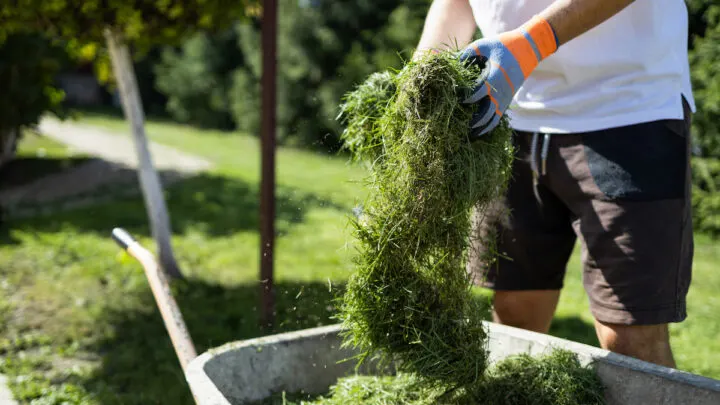 Man-loads-freshly-cut-grass-into-a-wheelbarrow