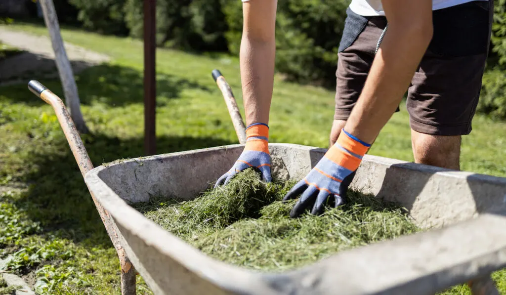 Man loads freshly cut grass into a wheelbarrow 