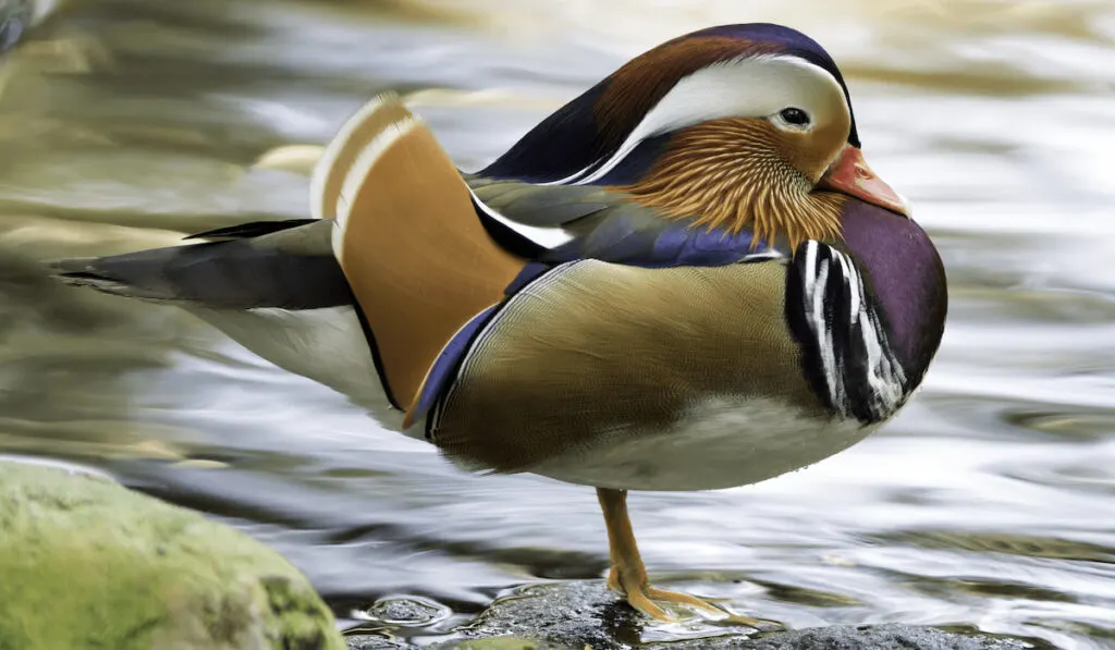 Mandarin Duck standing in a pond