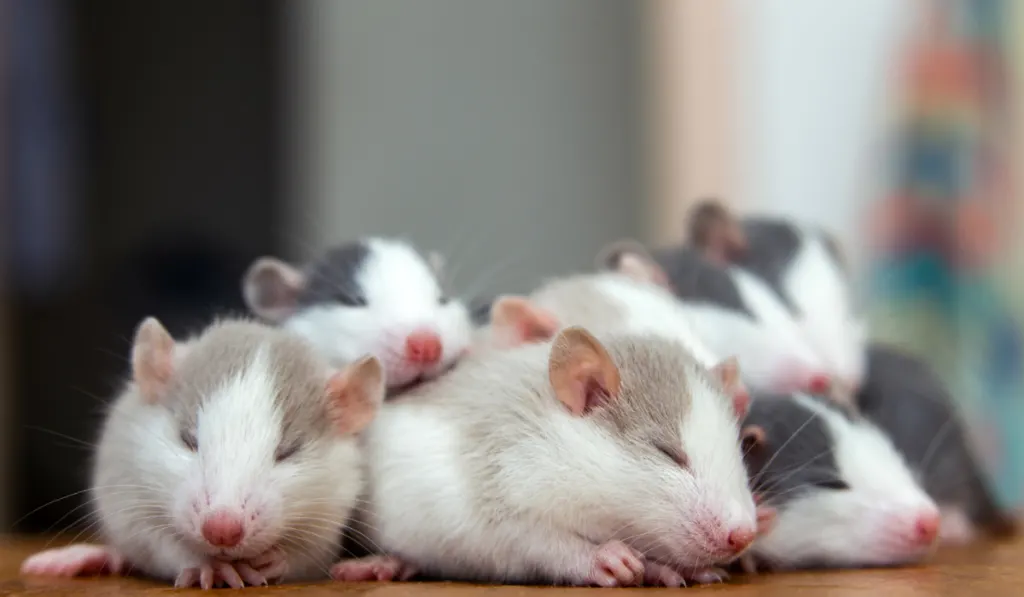 bunch of small mice sleeping