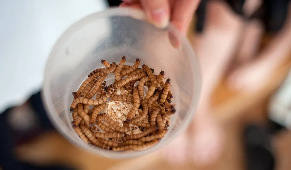 Mealworms In A Plastic Container