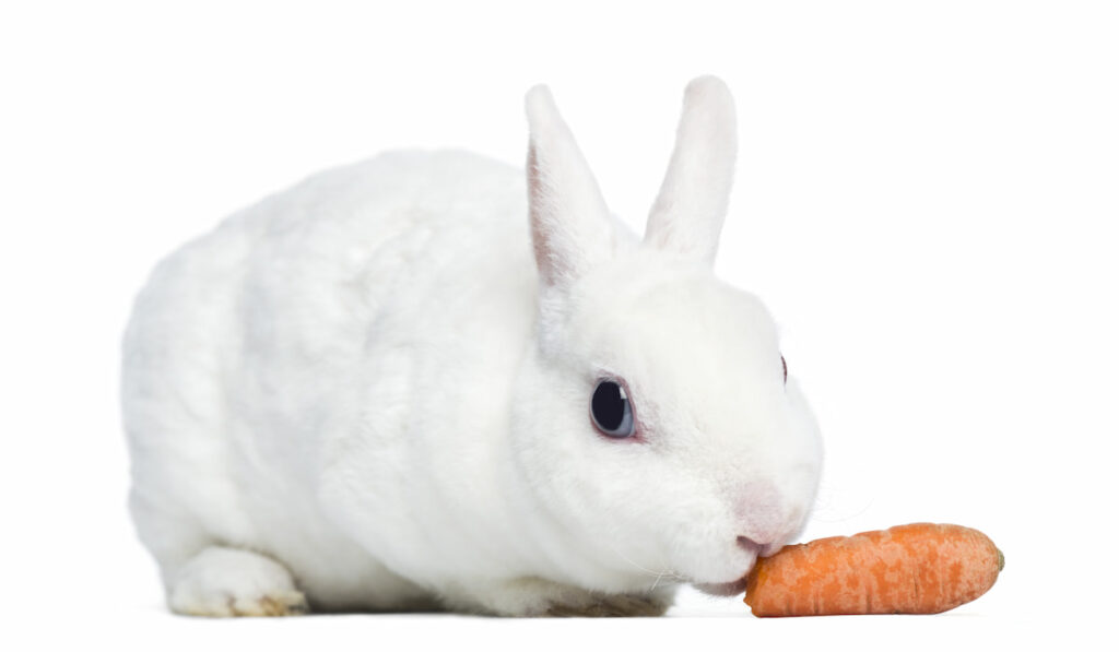 Mini rex rabbit eating a carrot on white background 