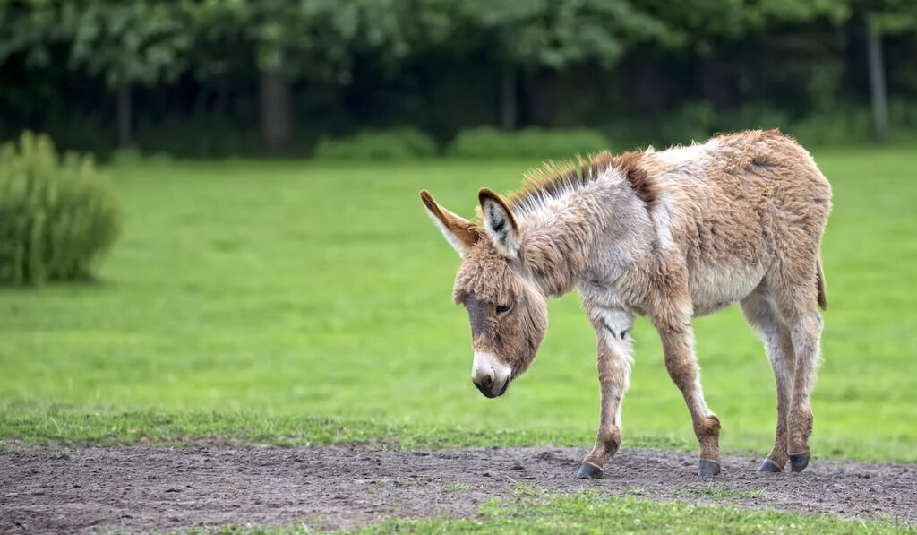 Miniature Donkey in a clearing 
