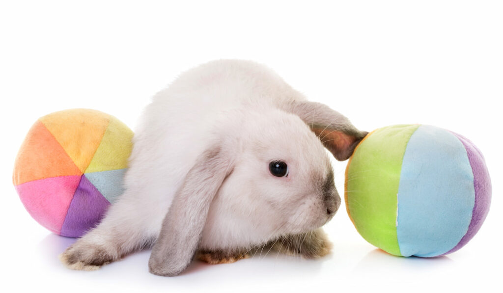 Miniature Lop rabbit in studio with toy ball on white background 