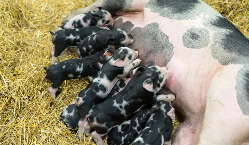 Momma pig feeding hungry little piglets