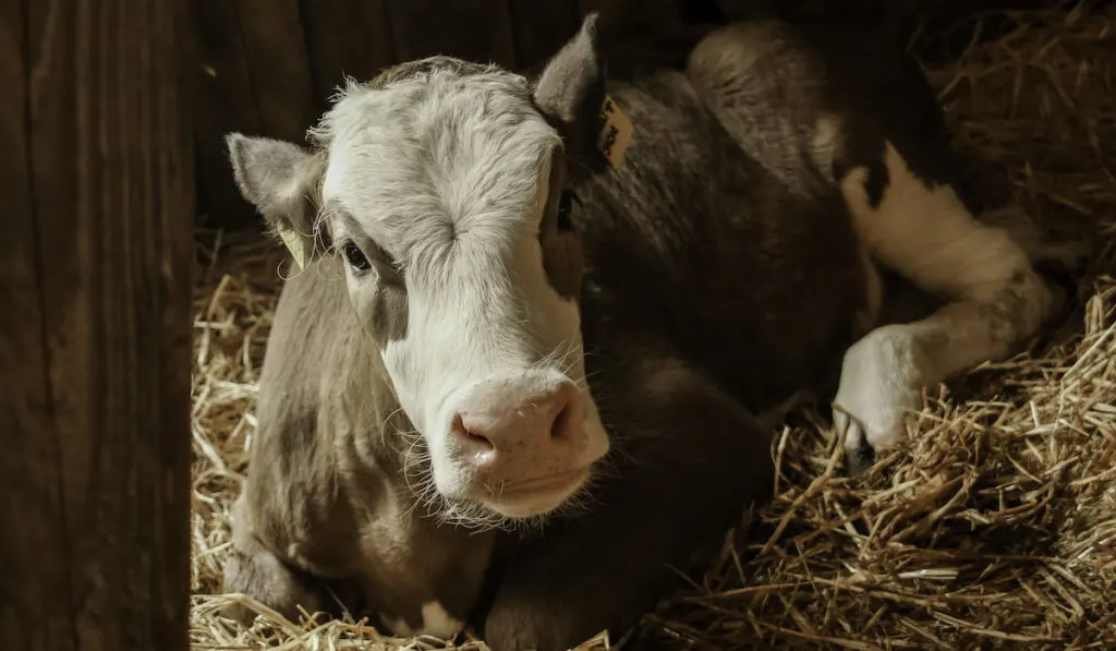 Newborn calf resting on hay 