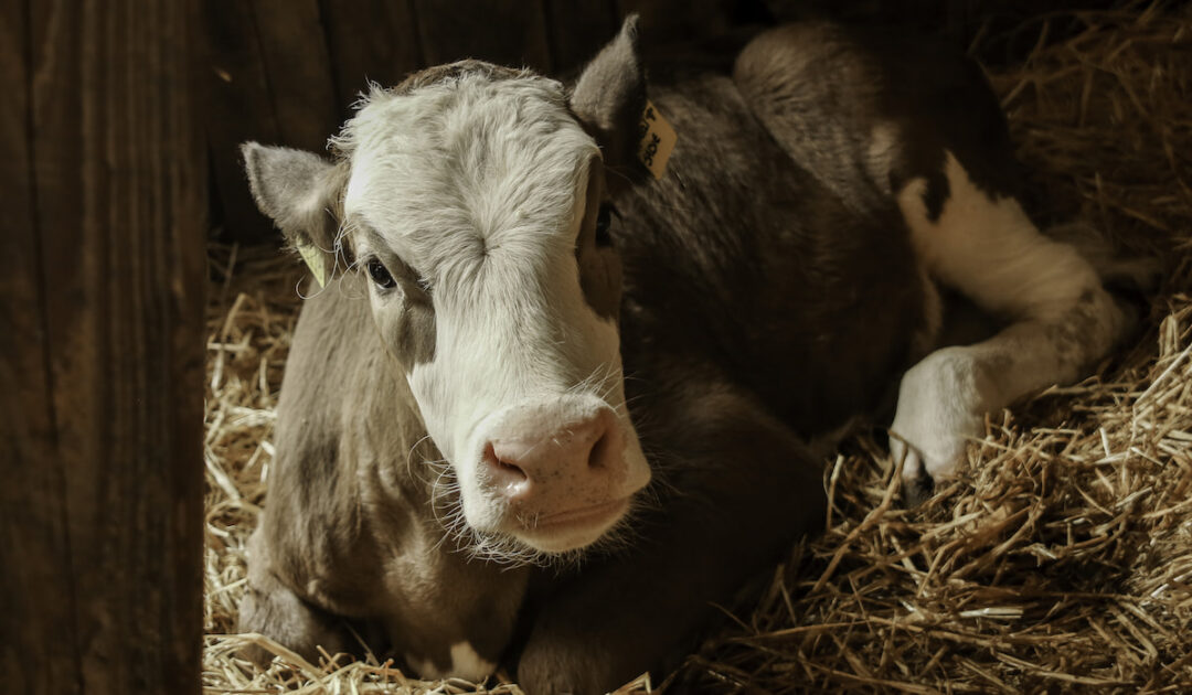 Should a Cow Eat the Afterbirth? Farmhouse Guide