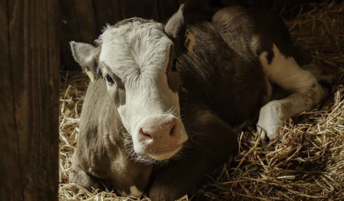 Should a Cow Eat the Afterbirth? Farmhouse Guide