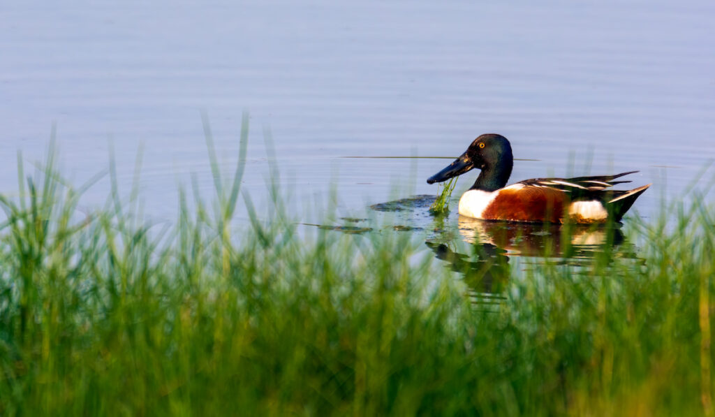 Northern Shoveler with foreground blurred grasses and weeds in beak