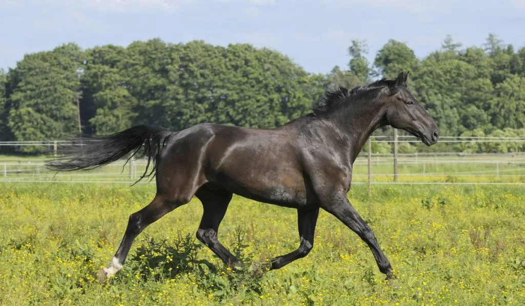 Oldenburg horse running in the field