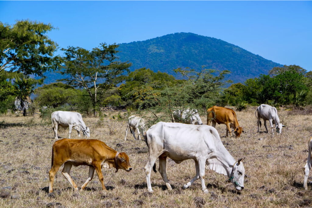 Ongole cattle in the grassland 