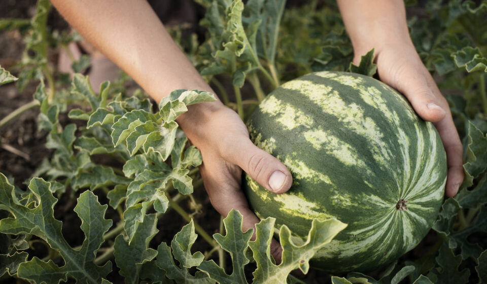 How to Tell if Watermelon Is Bad Farmhouse Guide