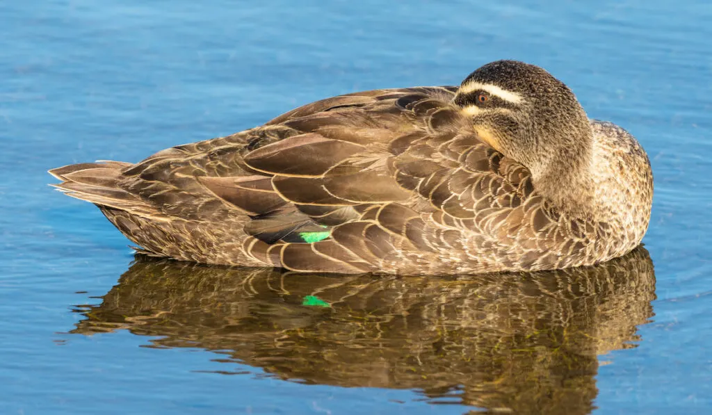 Pacific Black Duck on lake 