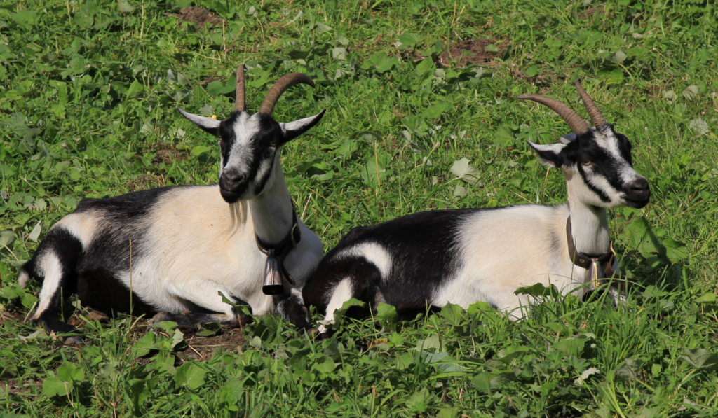 Peacock goats lying on a green meadow.
