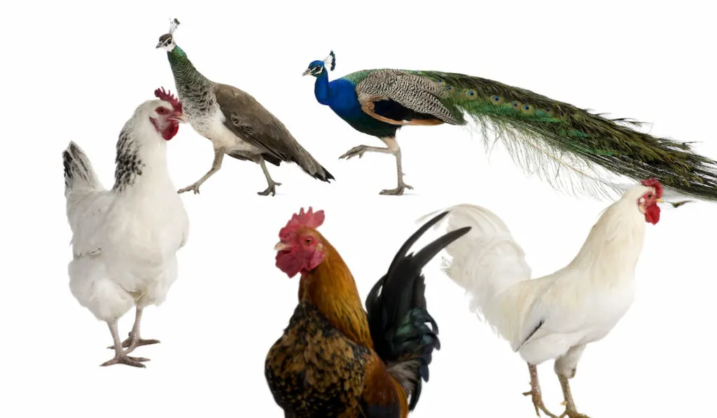 Peacocks, hens and rooster in front of white background