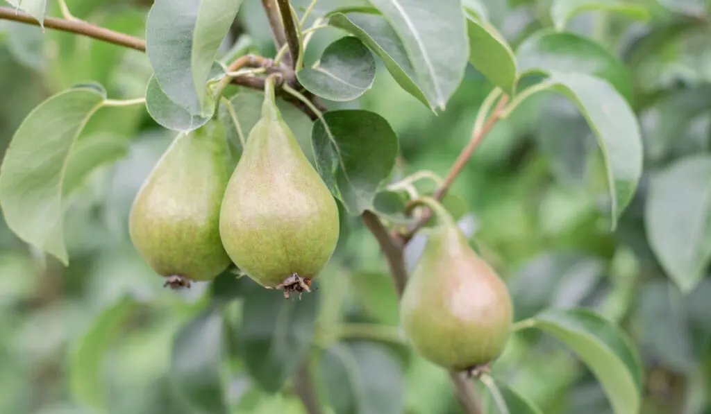 Pears on the tree close-up. Juicy pears hang on a branch 