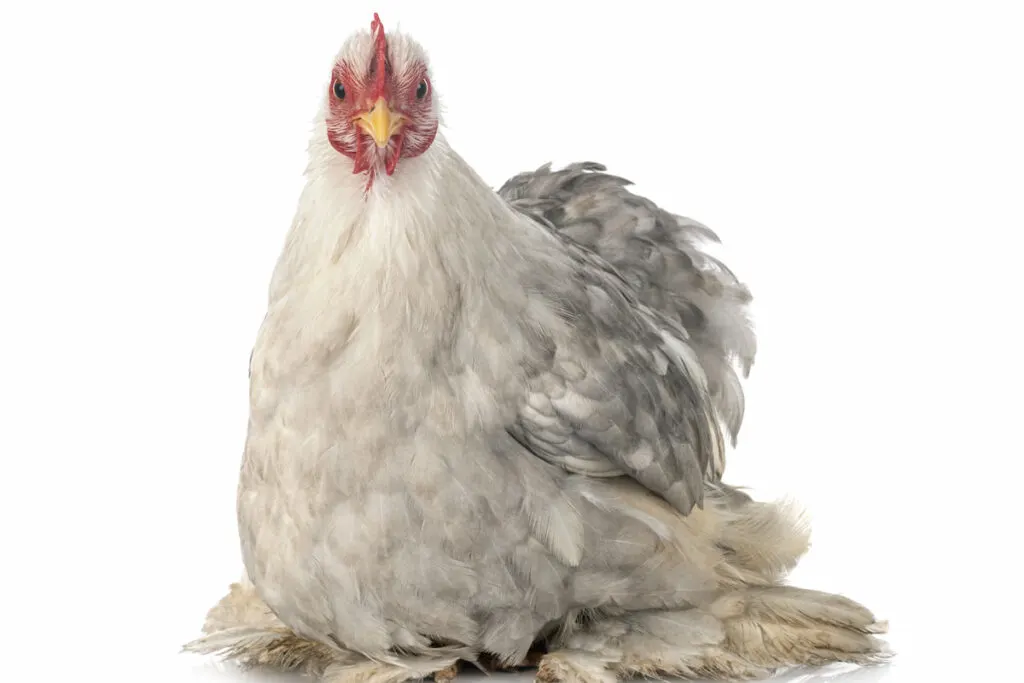 Pekin Bantam in studio on white background