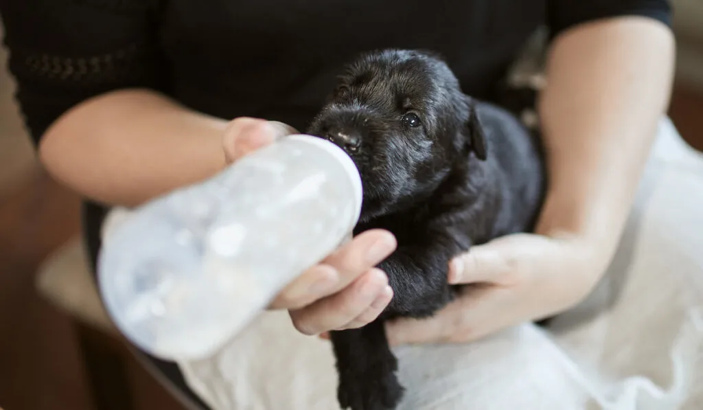 Pet owner feeding puppy milk from baby bottle 