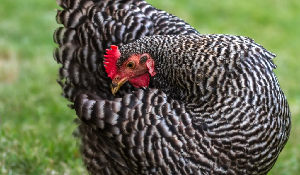 Plymouth Rock Barred Chicken
