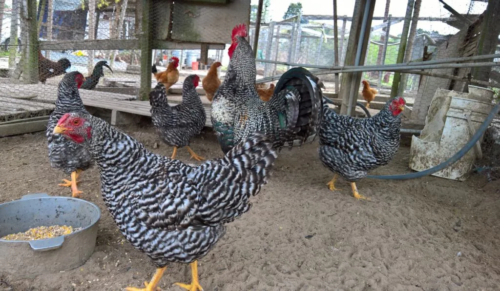 Plymouth Rock chickens
