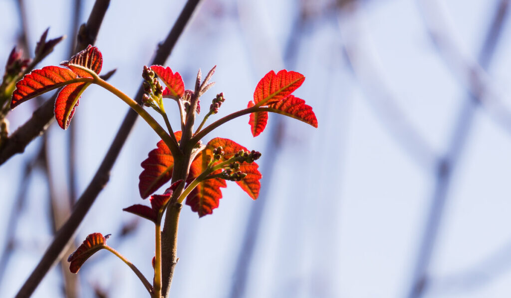 Poison Oak leaves and berries on a clear sky background