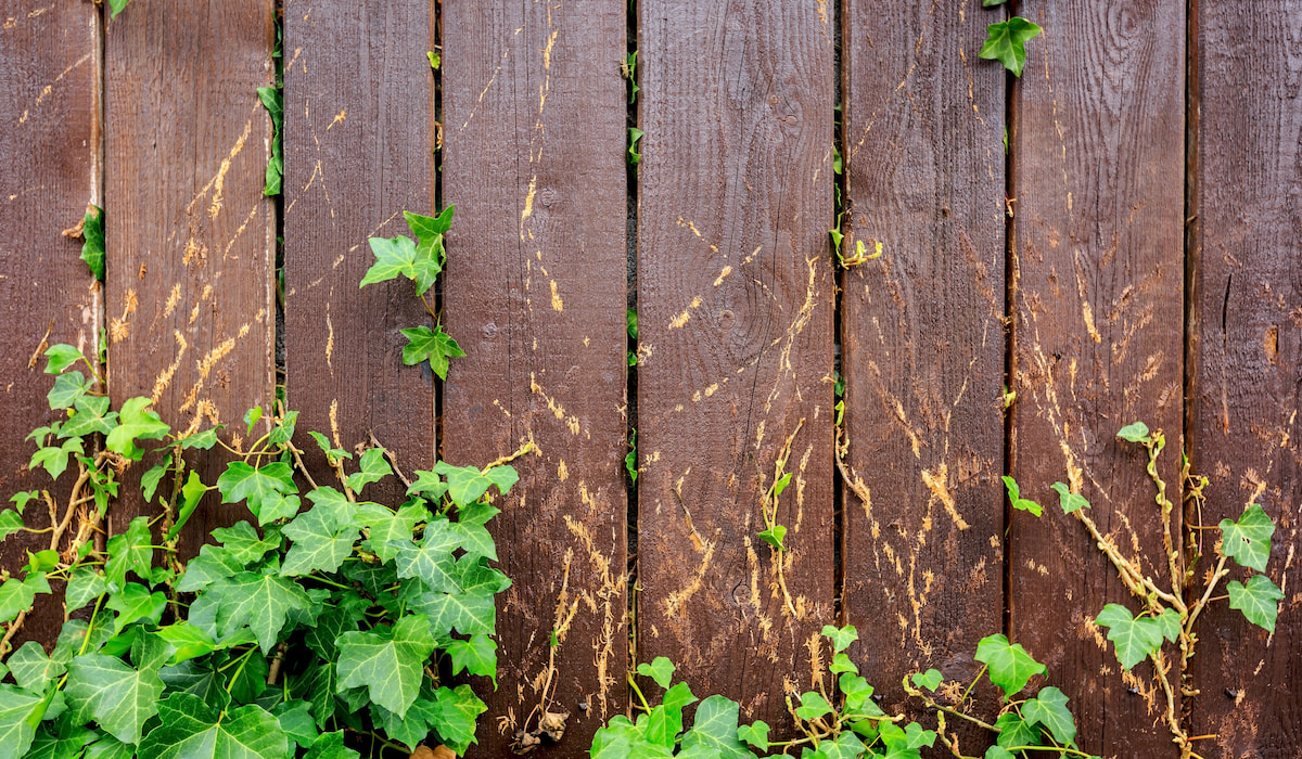 Can Goats Eat Poison Ivy? Farmhouse Guide