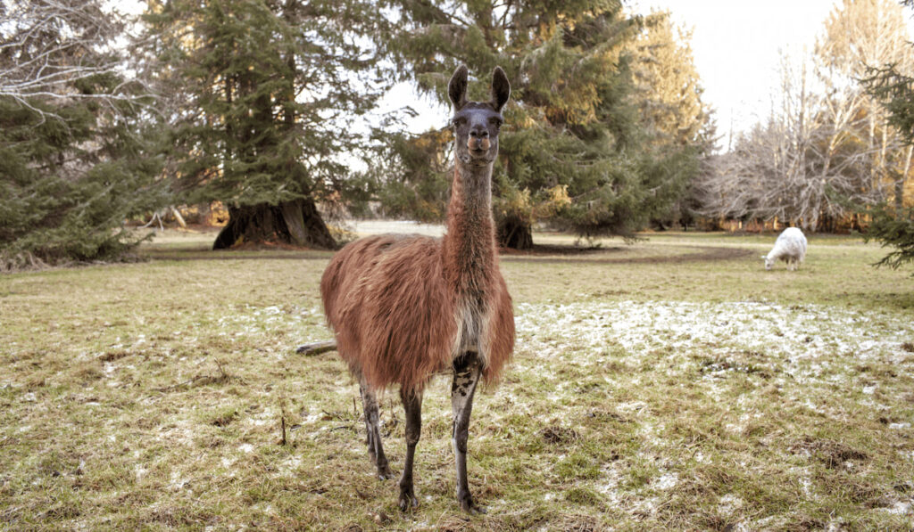 Portrait Of Llama Standing On Field