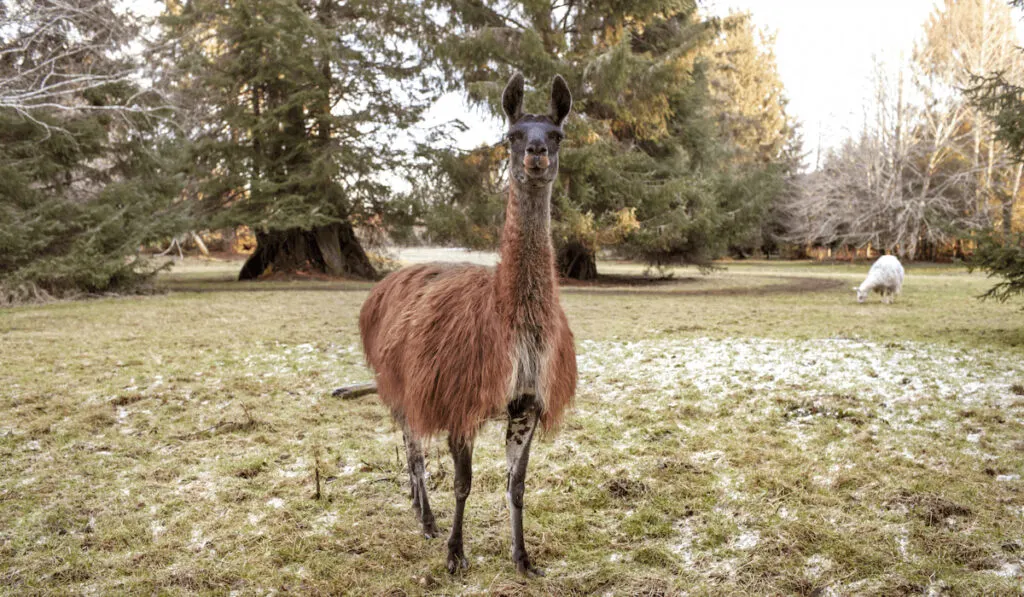 Portrait Of Llama Standing On Field