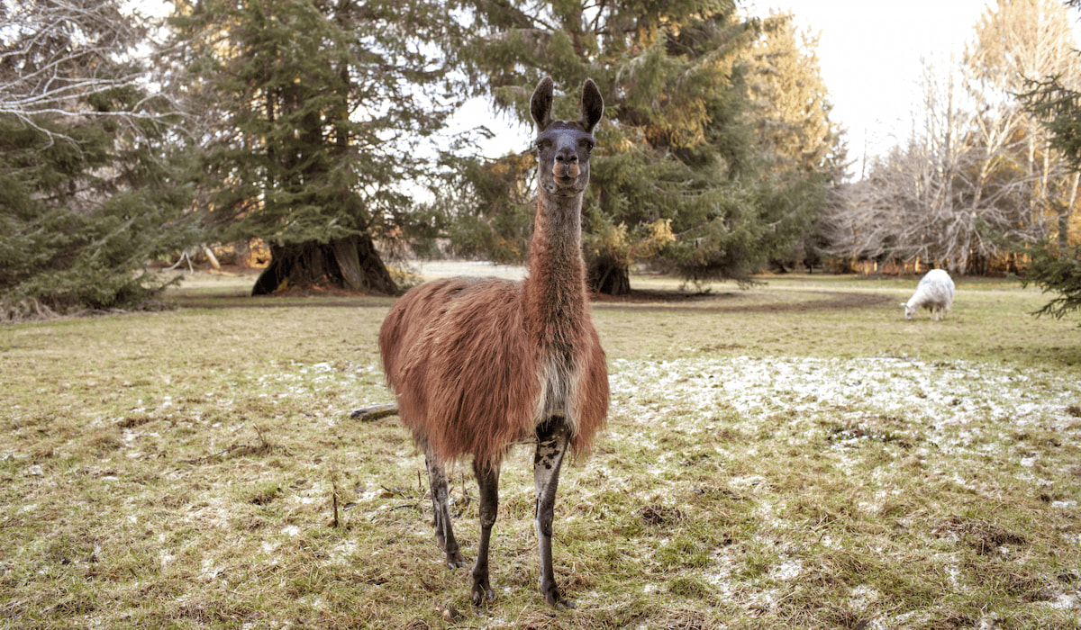 Guard Llama or Guard Donkey Making the Right Decision for Your Farm