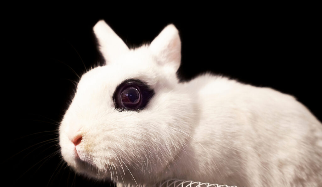 Portrait of Dwarf Hotot Rabbit on black background 