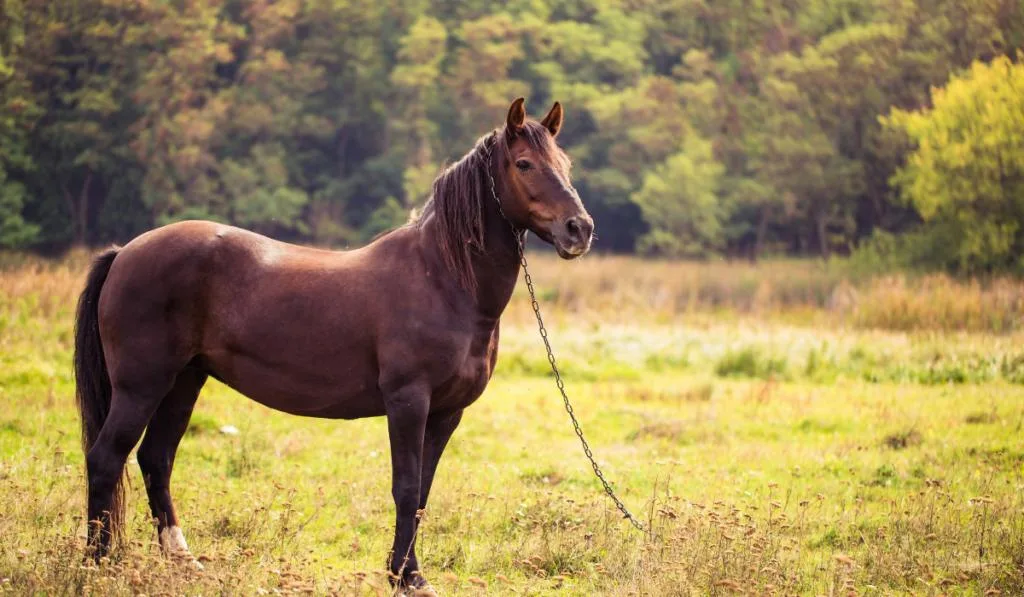 Portrait of a horse