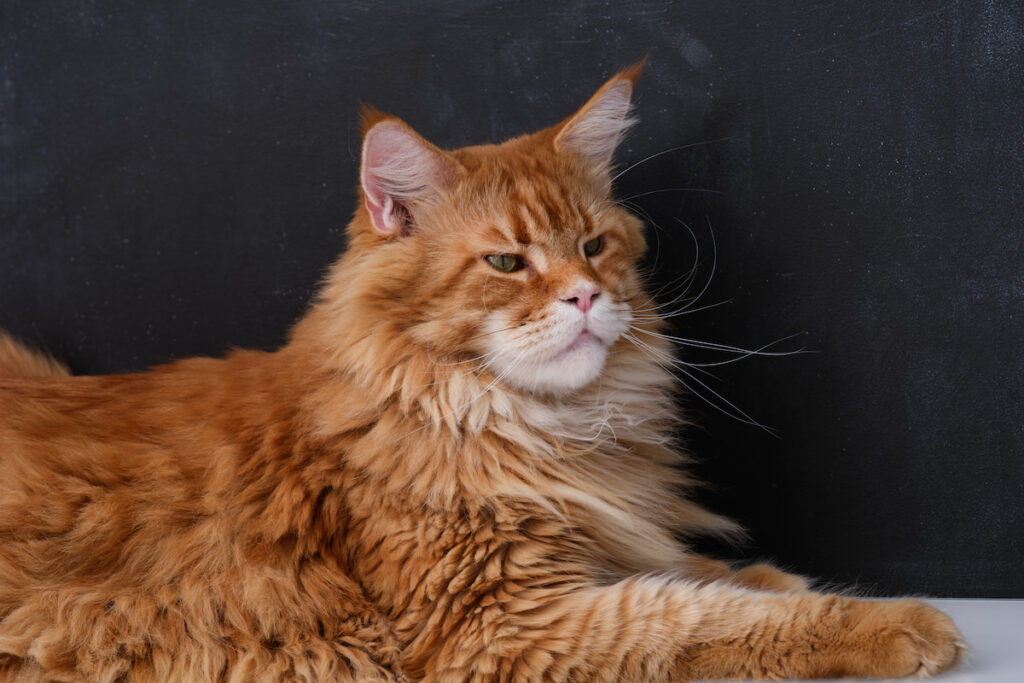 Portrait of a red maine coon cat on black background
