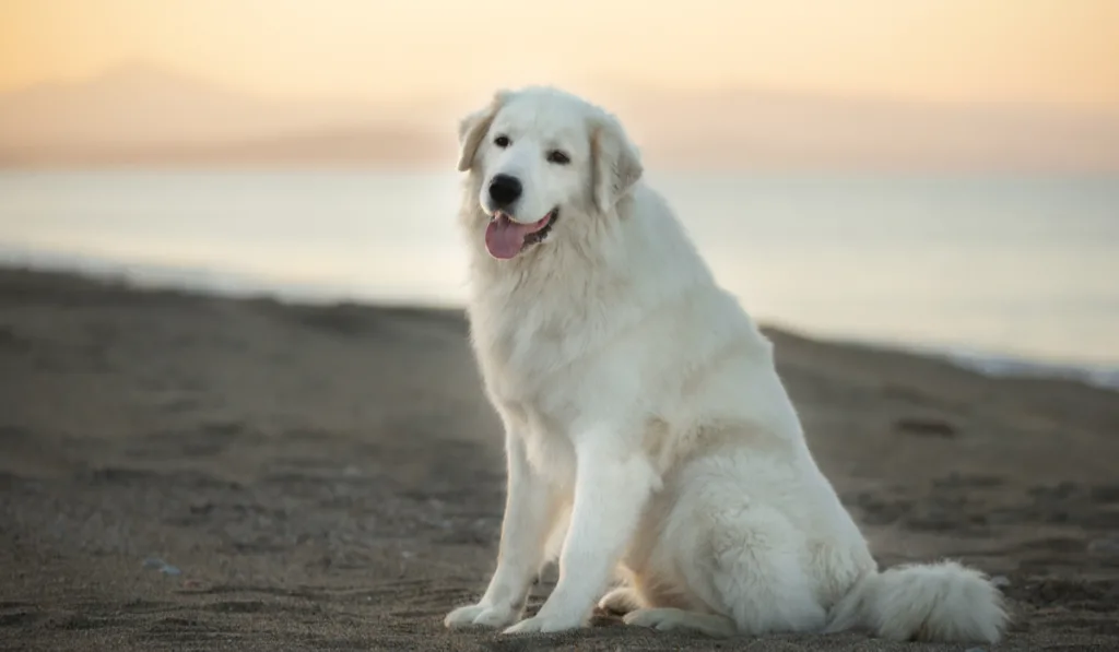Portrait of beautiful, happy and free maremmano abruzzese dog on the beach