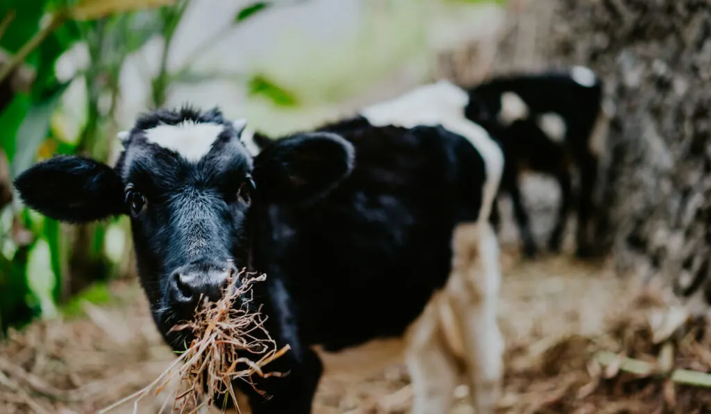 Portrait of black and white cow eating hay