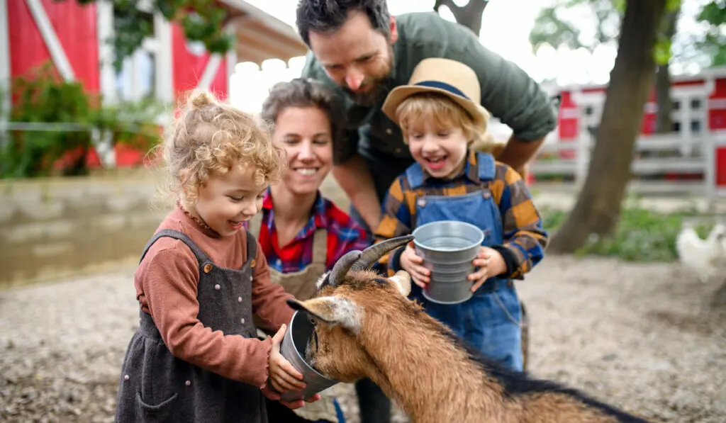 Portrait of family  standing on farm, giving water to goat 