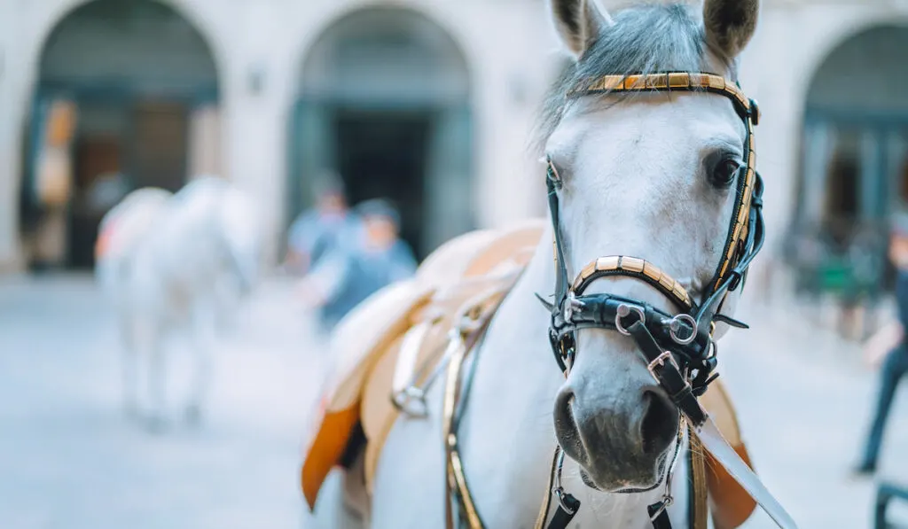 Portrait of the world famous Lipizzaner Stallion legendary White Stallions horse