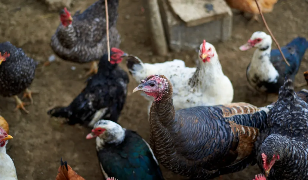 turkey hen eggs