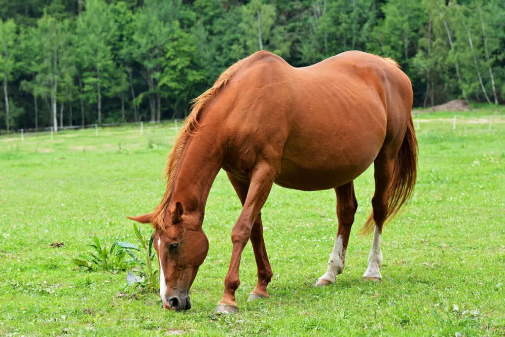 Pregnant mare