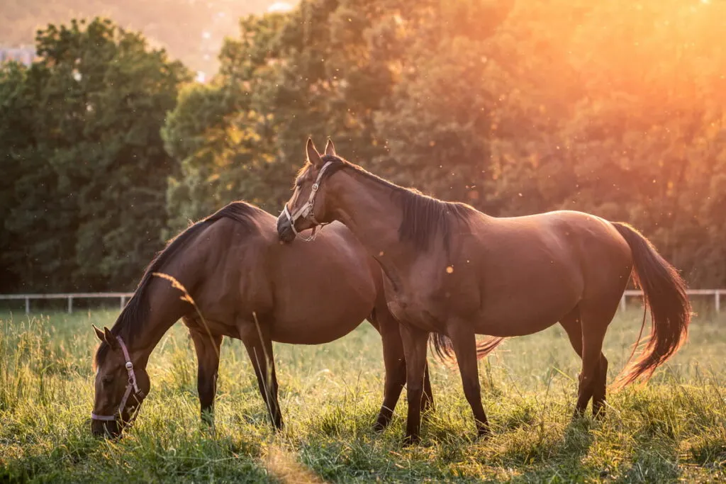 Pregnant mare with another horse beside it