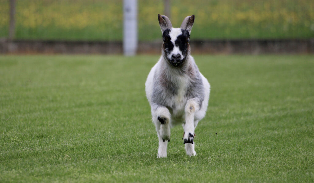 Pygmy goat running on free range 